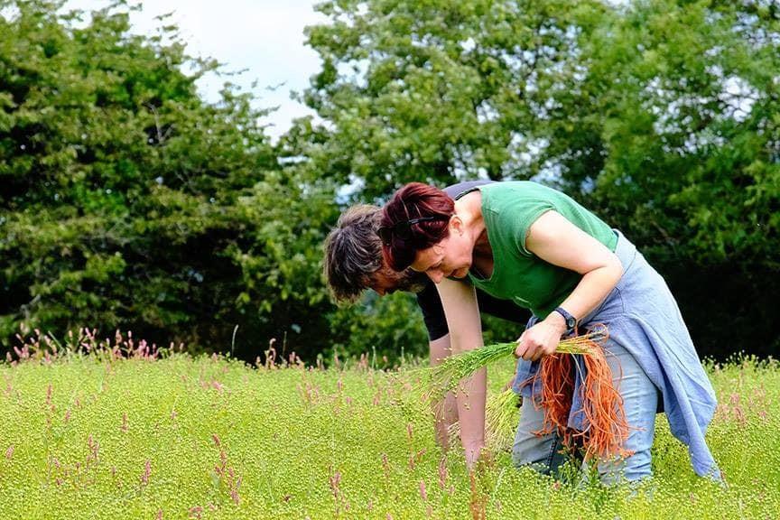 tradition-restarted-the-reintroduction-of-flax-to-mallon-farm-mallon-ireland