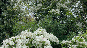 The Celtic Festival of Beltane