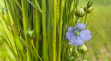 The Flax Harvest 2023