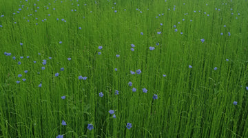 The Wee Blue Blossom