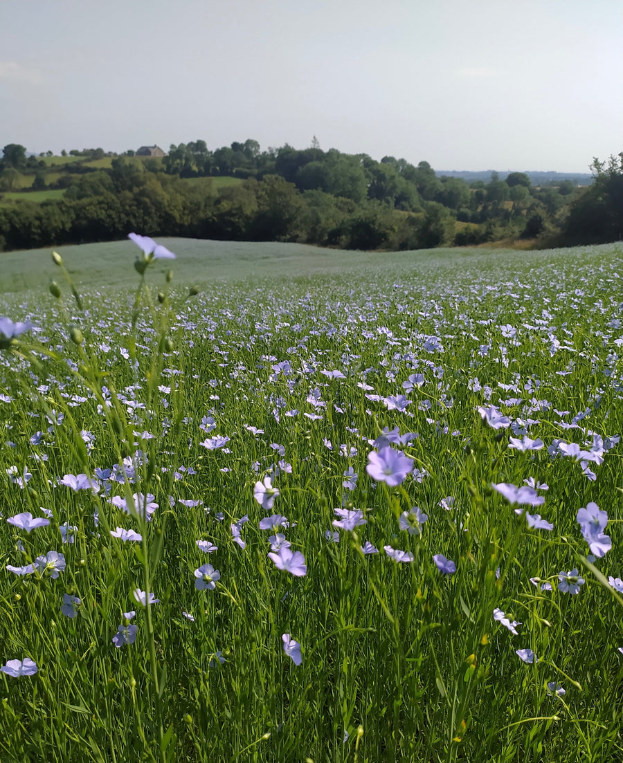 Scutched Flax Fibre - Mallon Ireland